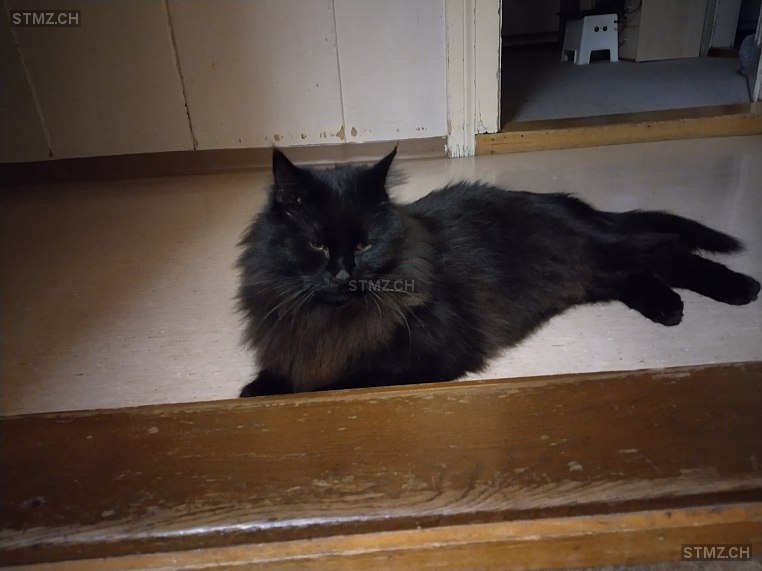 Hermes — Maine Coon ♂, Vermisst seit 13.02.2026, Oberriet SG (SG)