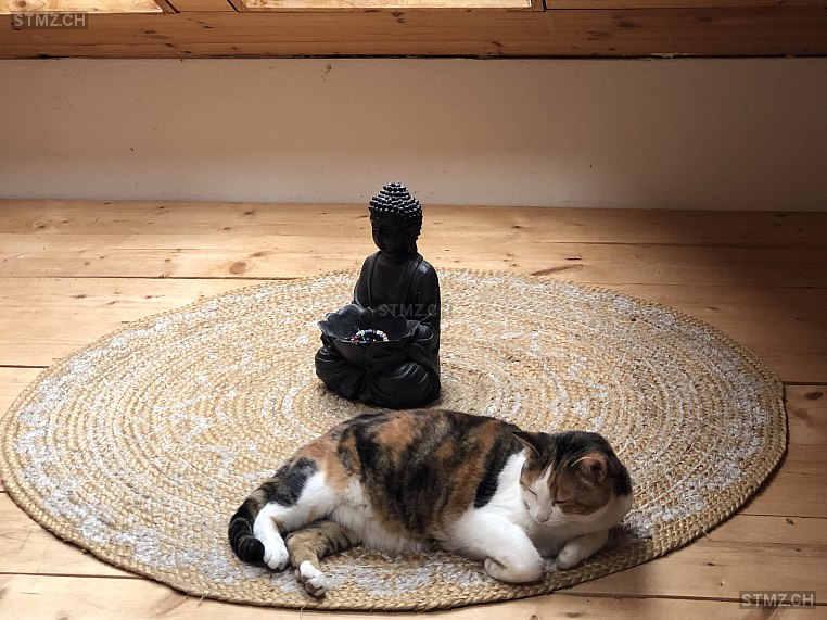 Lulu — Hauskatze ♀, Vermisst seit 23.02.2026, Lengwil-Oberhofen (TG)