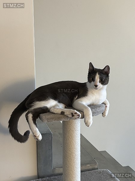 Kimbo — Hauskatze ♂, Vermisst seit 23.02.2026, Wohlen AG (AG)