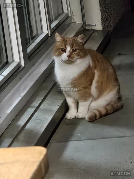 Peter — Hauskatze ♂, Vermisst seit 22.02.2026, Menzengrüt (ZH)