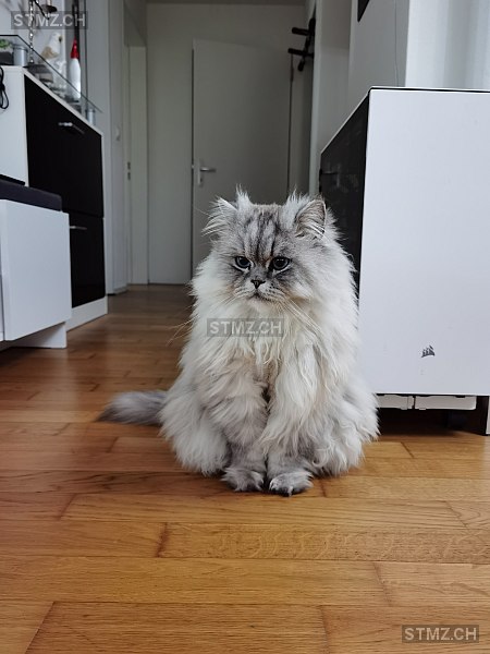 Silly — Perser ♂, Vermisst seit 22.02.2026, Lachen SZ (SZ)