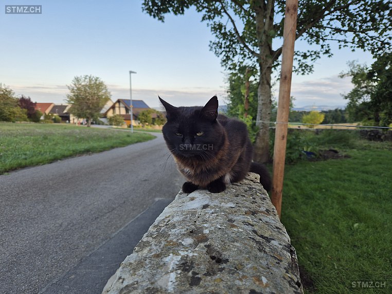 Frida (Blacky) — Hauskatze ♀, Vermisst seit 22.02.2026, Oberbözberg (AG)