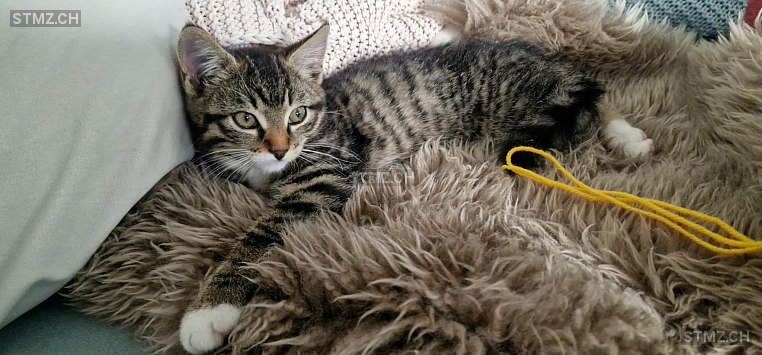 Lumi — Hauskatze ♀, Vermisst seit 24.02.2026, Altenrhein (SG)