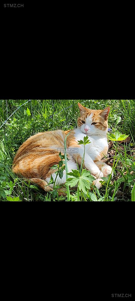 Diego — Hauskatze ♂, Vermisst seit 20.02.2026, Zweisimmen (BE)