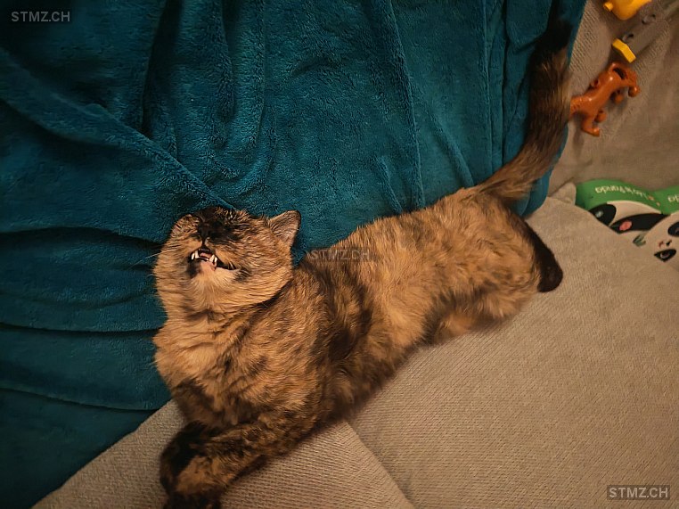 Foxy — Hauskatze ♀, Vermisst seit 21.02.2026, Huttwil (BE)