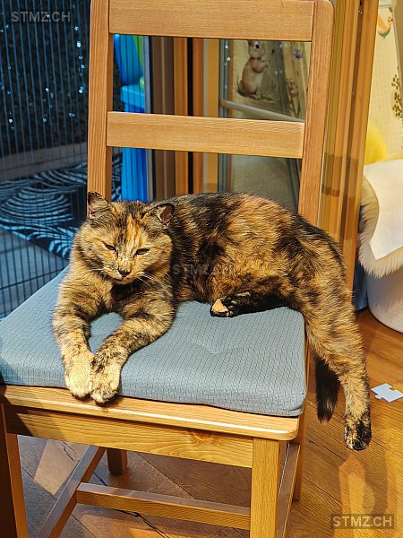 Zora — Hauskatze ♀, Vermisst seit 22.02.2026, Huttwil (BE)