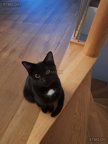 Charlie — Hauskatze ♂, Vermisst seit 24.02.2026, Seengen (AG)