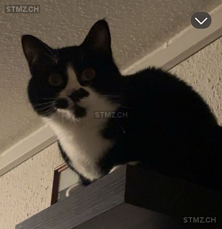 Sora — Hauskatze ♂, Vermisst seit 26.02.2026, Pfungen (ZH)