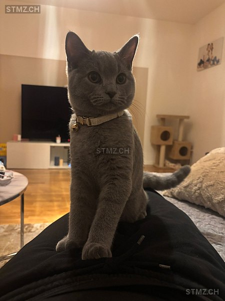 Max — British Kurzhaar ♂, Vermisst seit 14.02.2026, Wohlen AG (AG)