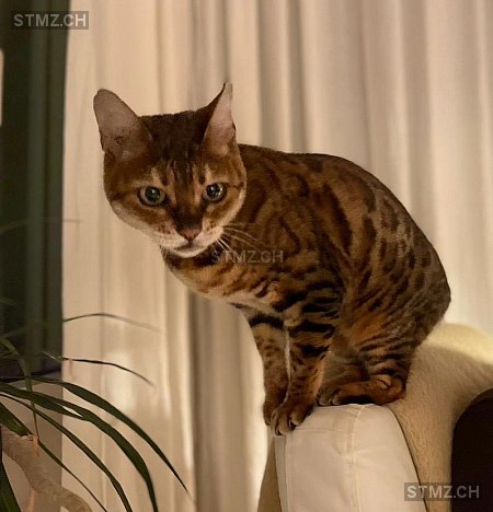 Figaro — Bengalen ♀, Vermisst seit 23.02.2026, Luzern (LU)