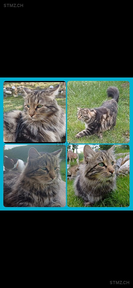 Saphir — Norwegische Waldkatze ♂, Vermisst seit 25.02.2026, Zweisimmen (BE)