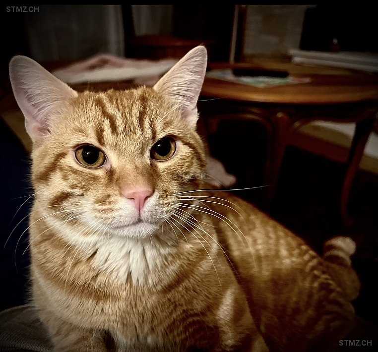 Schnurrli — Hauskatze ♂, Vermisst seit 22.02.2026, Wetzikon ZH (ZH)