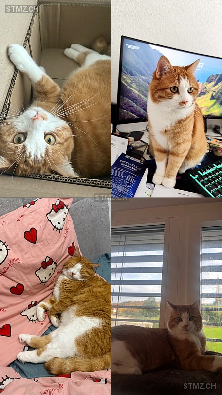 Teddy — Hauskatze ♂, Vermisst seit 17.12.2025, St. Gallen (SG)