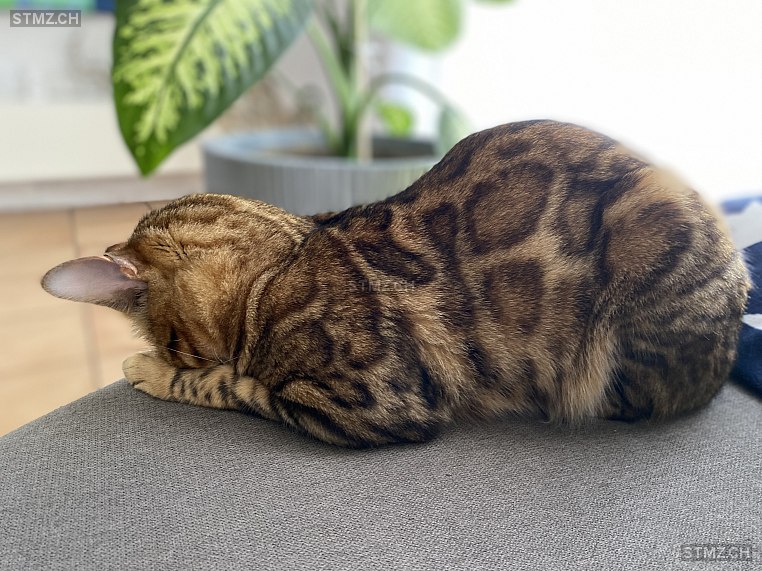 Simba — Bengalen ♂, Vermisst seit 25.02.2026, Kienberg (SO)