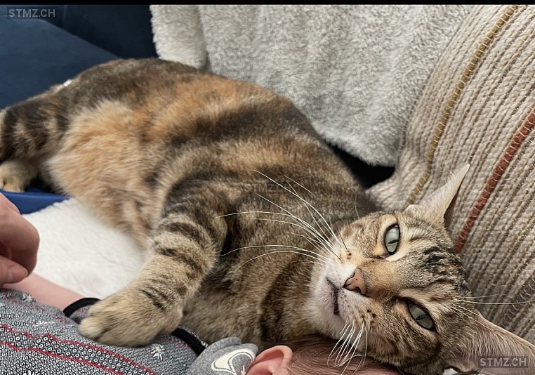 Raya — Katze ♀, Vermisst seit 26.02.2026, Subingen (SO)