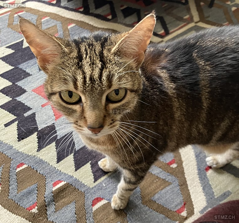 Gina — Hauskatze ♀, Vermisst seit 26.02.2026, Luzern (LU)