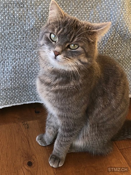 Stella — Hauskatze ♀, Vermisst seit 23.02.2026, Kestenholz (SO)