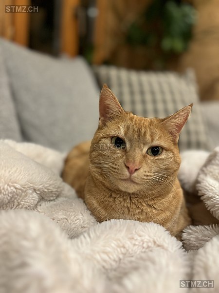 Louna — Hauskatze ♀, Vermisst seit 24.02.2026, Troistorrents (VS)