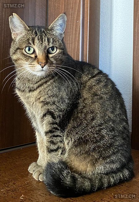 Marsja — Hauskatze ♀, Vermisst seit 24.02.2026, Bern (BE)