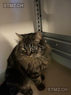 Filou — Norwegische Waldkatze , Vermisst seit 26.02.2026, Zürich (ZH)