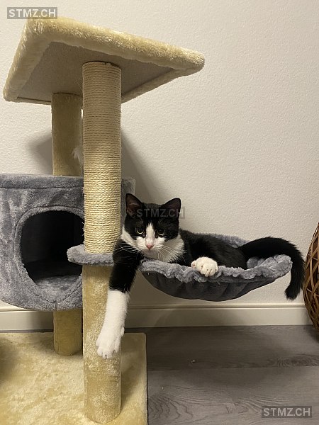 Bambi — Hauskatze ♂, Vermisst seit 20.02.2026, Zürich (ZH)