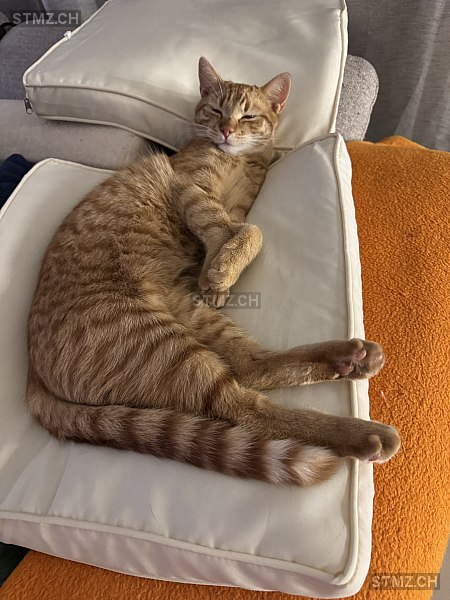 Lio — Hauskatze ♂, Vermisst seit 27.02.2026, Gunzgen (SO)