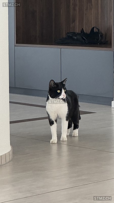 Dobby — Hauskatze ♂, Vermisst seit 19.09.2025, Münchwilen TG (TG)