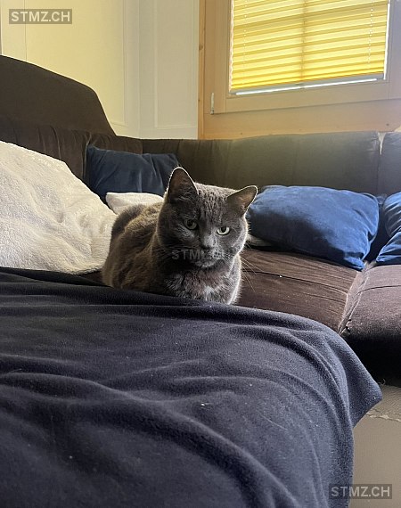 Nova — Hauskatze ♀, Vermisst seit 11.11.2025, Trogen (AR)