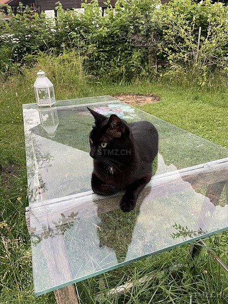 Pänterli — Hauskatze ♀, Vermisst seit 25.02.2026, Kandersteg (BE)