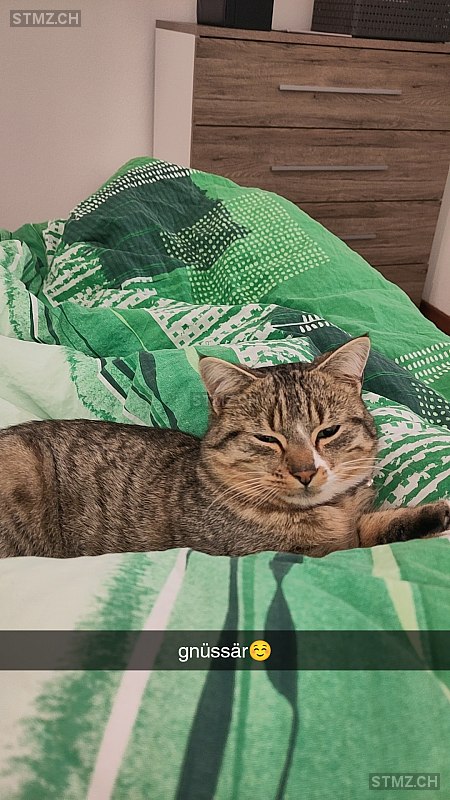 Bobi — Hauskatze ♂, Vermisst seit 26.02.2026, Schindellegi (SZ)