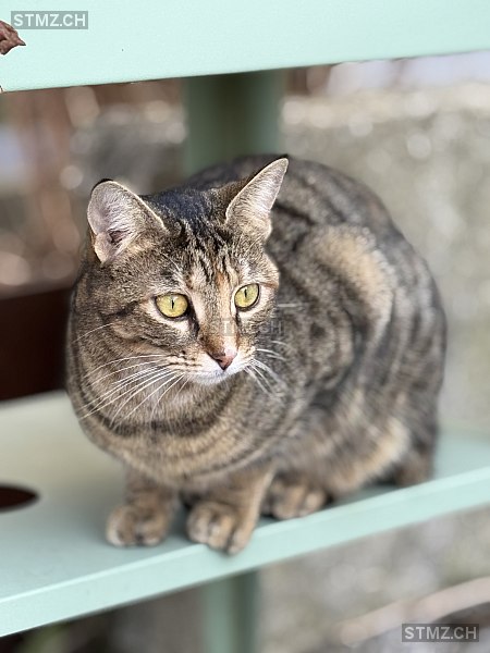 Ahsoka — Hauskatze ♀, Vermisst seit 21.02.2026, Mülligen (AG)