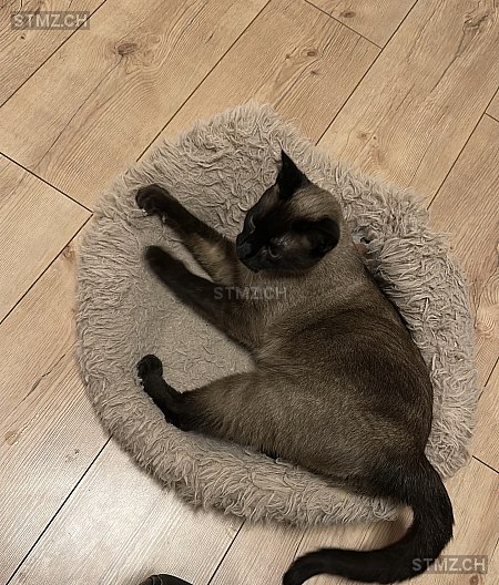 Lui — Siamkatze ♂, Vermisst seit 27.02.2026, Zufikon (AG)