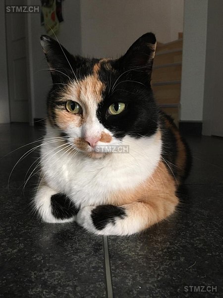 Stella — Hauskatze ♀, Vermisst seit 01.03.2025, Altenrhein (SG)