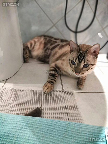 Lola — Bengalen ♀, Vermisst seit 18.01.2022, Dottikon (AG)