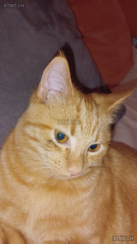 Chili — Hauskatze ♂, Vermisst seit 27.02.2026, Biel-Benken BL (BL)