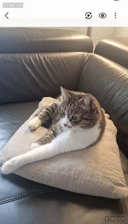 Lucy — Hauskatze ♀, Vermisst seit 27.02.2026, Rüti ZH (ZH)