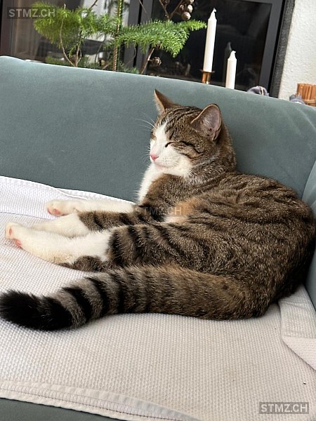 Moritz — Hauskatze ♂, Vermisst seit 23.02.2026, Schüpfen (BE)