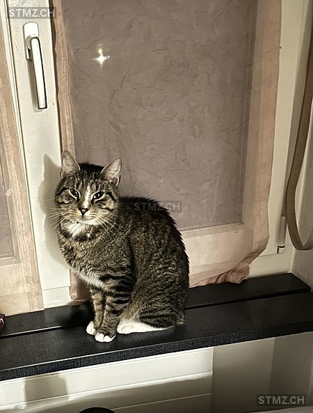 Salih — Hauskatze ♂, Vermisst seit 26.02.2026, Wila (ZH)
