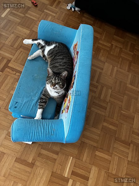 Miau — Hauskatze ♂, Vermisst seit 23.02.2026, Hochdorf (LU)