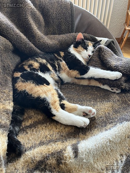 Lucy — Hauskatze ♀, Vermisst seit 20.02.2026, Oftringen (AG)