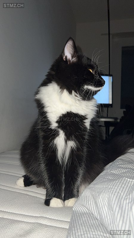 Shiro — Hauskatze ♂, Vermisst seit 21.02.2026, Volketswil (ZH)