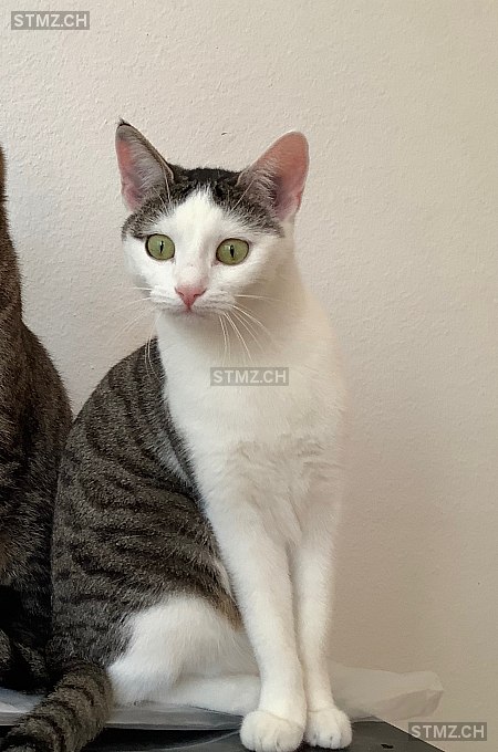 Soraya — Hauskatze ♀, Vermisst seit 03.02.2026, Thayngen (SH)