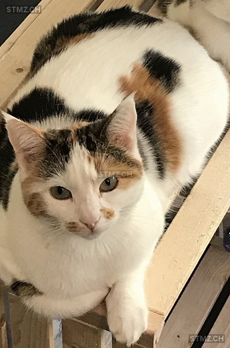 Schmätterling — Hauskatze ♀, Vermisst seit 27.02.2026, Mühleberg (BE)