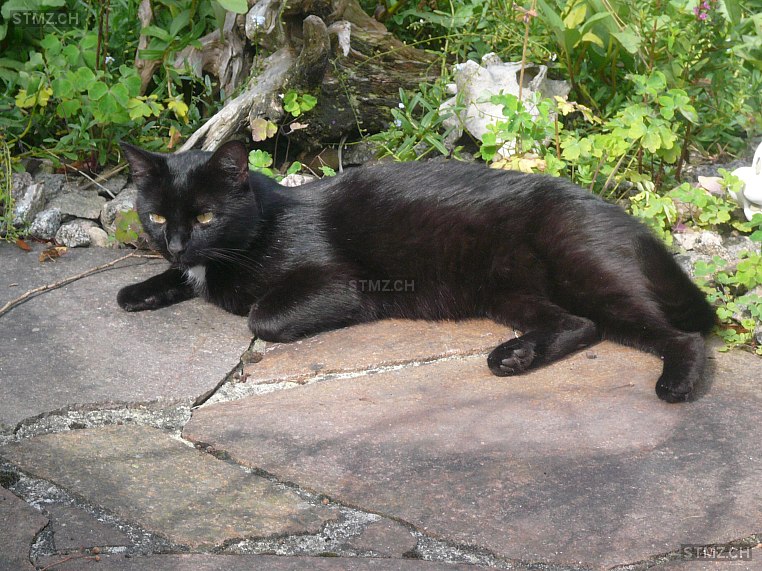 Mörli — Katze ♀, Vermisst seit 21.02.2026, Riken AG (AG)