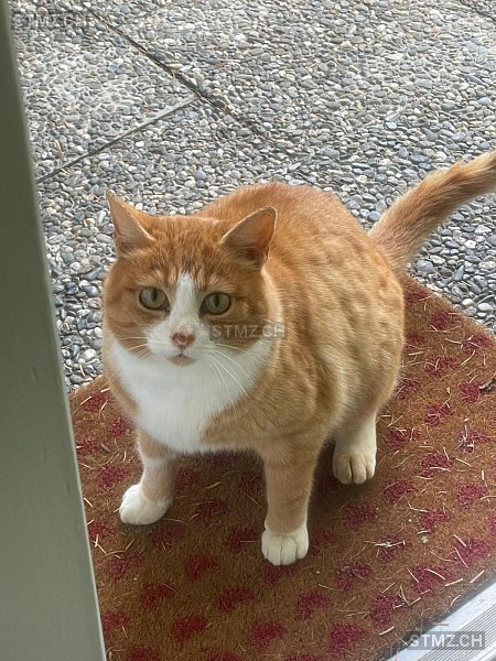 Zigeuner — Hauskatze ♂, Vermisst seit 28.02.2026, Rorbas-Freienstein (ZH)