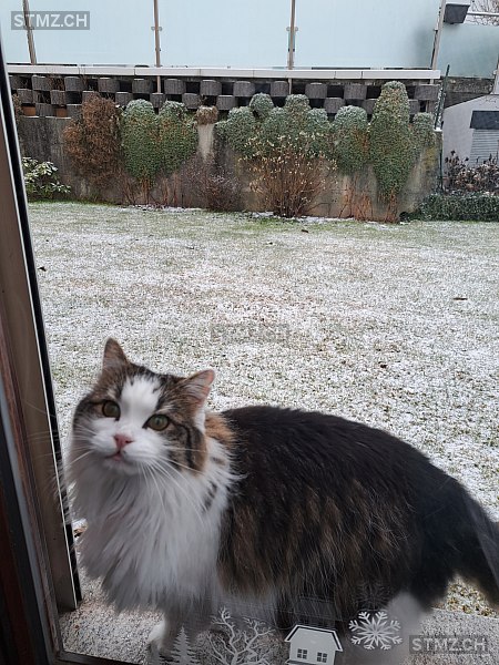 Loki — Hauskatze ♂, Vermisst seit 27.02.2026, Quartino (TI)