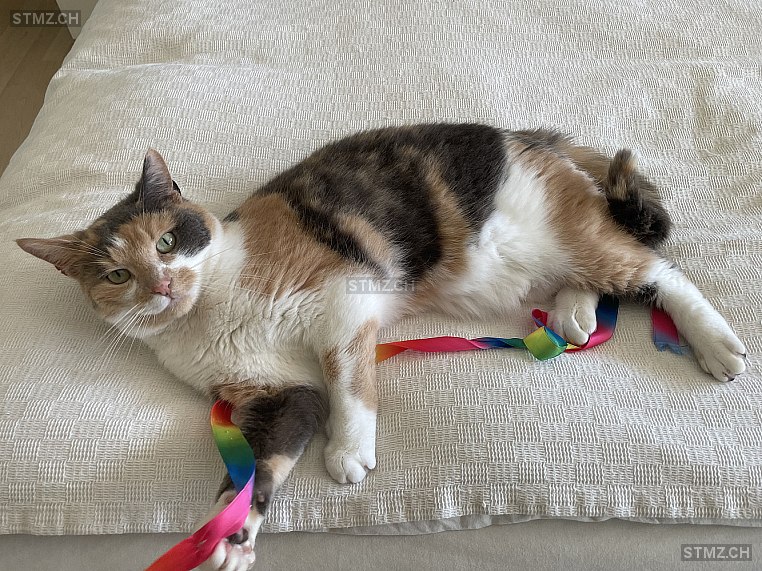 Nala — Hauskatze ♀, Vermisst seit 27.02.2026, Rümlang (ZH)