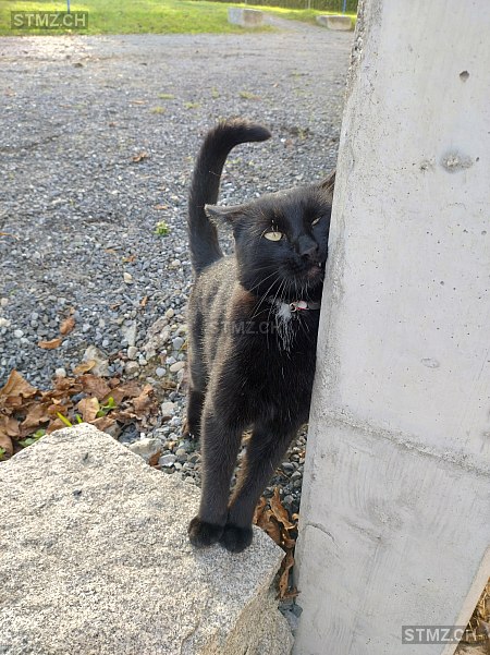 Gino — Hauskatze ♂, Vermisst seit 23.02.2026, Freidorf TG (TG)