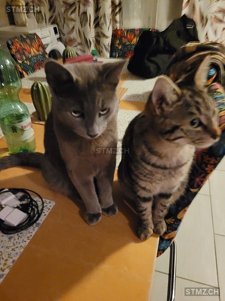 Nala — Hauskatze ♀, Vermisst seit 08.02.2026, Oppligen (BE)