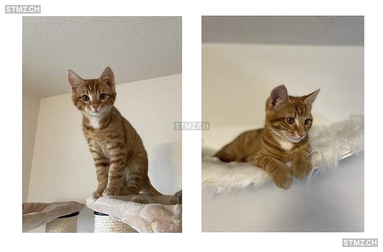 Chürbis — Hauskatze ♂, Vermisst seit 01.03.2026, Hirzel (ZH)